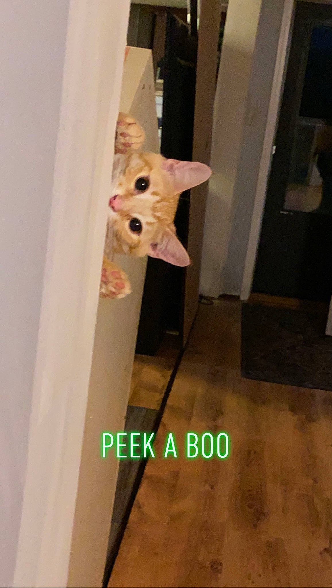 Baby Kitty joined the competition — help win amazing prizes! carnivore, companion_dog, curtain, dog, dog_breed, door, fawn, felidae, flooring, fur, hardwood, home_door, peach, small_to_medium_sized_cats, stairs, tail, toy_dog, whiskers, wood, wood_stain