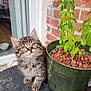 kitten, cat, tabby, fluffy, plant, pot, clay_pebbles, brick_wall, curious, indoor, pet, small_animal, fur, whiskers, ears, eyes, wood_floor, glass_door, green_leaves, adorable