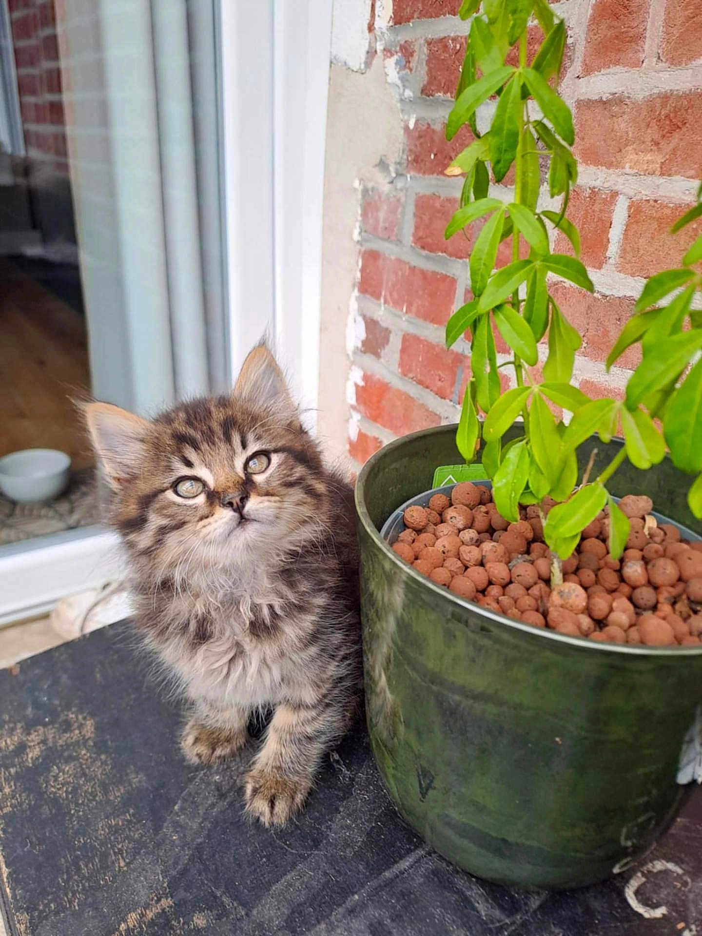 Léon participe au concours pour gagner de l'argent avec cette photo : kitten, cat, tabby, fluffy, plant, pot, clay_pebbles, brick_wall, curious, indoor, pet, small_animal, fur, whiskers, ears, eyes, wood_floor, glass_door, green_leaves, adorable
