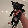 kitten, wet, bath, soap, hand, bathtub, black_and_white, small, cute, animal, pet, fur, paw, pink_paw, ears, whiskers, water, indoor, cleaning, holding