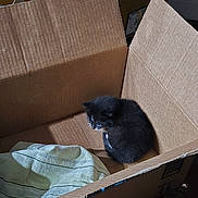 Hydrogen joined the competition — help win amazing prizes! kitten, cat, cardboard_box, indoor, pet, sleeping, cozy, sunlight, feline, black_and_white, small_animal, domestic, cute, resting, young, animal, soft, fabric, shadow, quiet