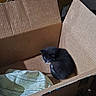 kitten, cat, cardboard_box, indoor, pet, sleeping, cozy, sunlight, feline, black_and_white, small_animal, domestic, cute, resting, young, animal, soft, fabric, shadow, quiet