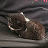 kitten, black_and_white, animal, pet, feline, small, cute, sleeping, resting, clothing, fabric, human, tshirt, text, red_text, black_background, closeup, indoor, soft, cozy