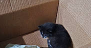 Hydrogen joined the competition — help win amazing prizes! kitten, cat, cardboard_box, sunlight, cozy, small, black_and_white, fur, indoor, curled_up, pet, soft, sleeping, animal, cute, resting, box, fabric, comfort, home