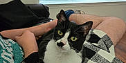 Pibb is registered to the contest to win money with this photo: cat, black_and_white, lap, blanket, person, indoor, window, blinds, relaxed, seated, green_eyes, feline, pet, comfort, cozy, casual, resting, human, legs, clothing