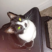 Pibb is registered to the contest to win money with this photo: cat, black_and_white, indoor, sitting, whiskers, green_eyes, feline, pet, curious, fur, domestic_animal, carpet, suitcase, closeup, looking_up, animal, flash, texture, black, white