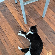 Pibb joined the competition — help win amazing prizes! animal, black_and_white, cat, chair, collar, domestic, feline, flooring, four_legs, home, indoor, lying_down, pet, quiet, relaxed, resting, shadow, sunlight, whiskers, wooden_floor