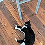animal, black_and_white, cat, chair, collar, domestic, feline, flooring, four_legs, home, indoor, lying_down, pet, quiet, relaxed, resting, shadow, sunlight, whiskers, wooden_floor