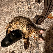 Nala is registered to the contest to win money with this photo: kitten, cat, tabby, carpet, sandal, indoor, pet, animal, playful, fur, paw, curious, resting, shadow, floor, metal, table_leg, cozy, cute, domestic