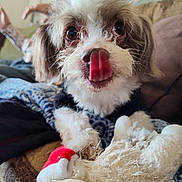 Teddy is registered to the contest to win money with this photo: animal, blanket, blurred_background, brown_and_white, close_up, couch, cute, dog, face, fluffy, furry, home, indoor, nose, person, pet, plush_toy, sitting, tongue, toy