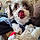 Teddy