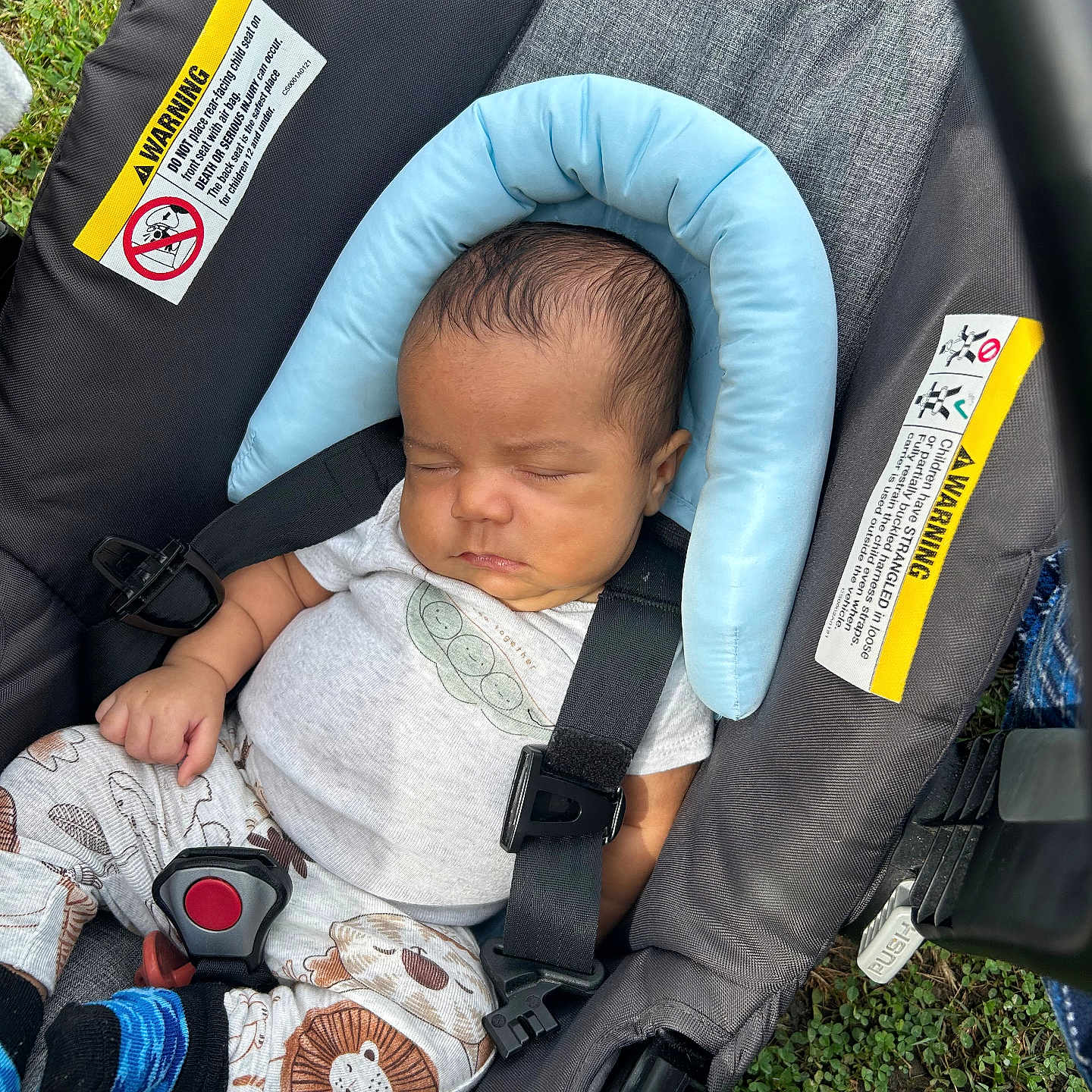 Siris joined the competition — help win amazing prizes! baby, baby_clothes, car_seat, child, clothing, cute, grass, head_support, infant, lion_print, newborn, outdoor, peaceful, resting, safety, seat, sleeping, sock, straps, young_child