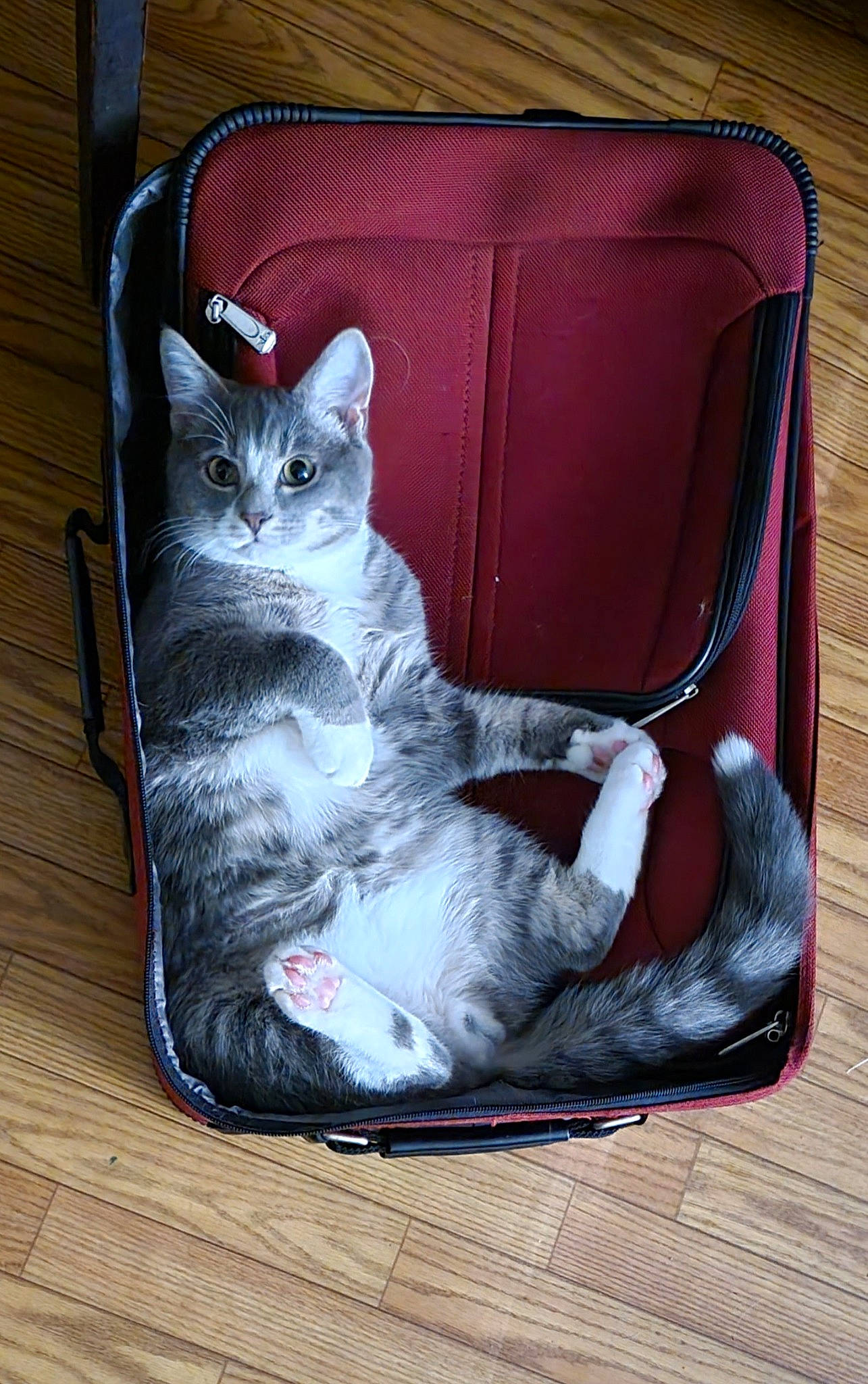 Zander joined the competition — help win amazing prizes! bag, box, carnivore, cat, cat_furniture, cat_supply, comfort, domestic_short_haired_cat, felidae, fur, grey, mammal, pet_supply, rectangle, sitting, small_to_medium_sized_cats, tail, vertebrate, whiskers, wood