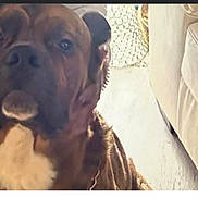 Vita is registered to the contest to win money with this photo: animal, brown_dog, canine, close_up, companion, couch, dog, domestic_animal, face, floor, friendly, furniture, household, indoor, mammal, pet, portrait, relaxed, sitting, white_patch