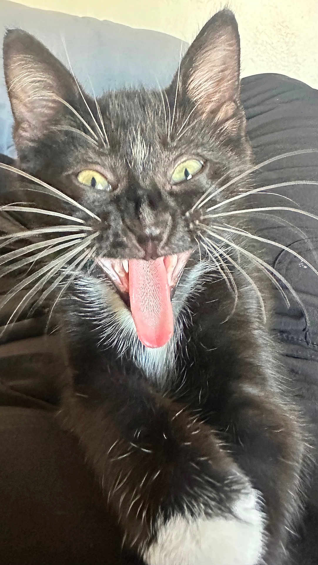 Bad Kitty