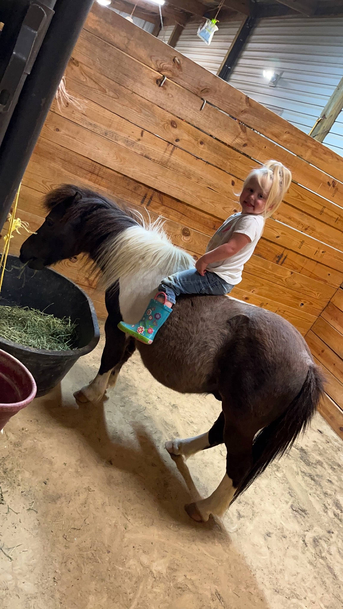 Addy is registered to the contest to win money with this photo: bridle, collar, companion_dog, dog_breed, dog_clothes, dog_supply, equestrianism, event, fawn, halter, horse_supplies, horse_tack, joy, liver, mane, pack_animal, person, pet_supply, rein, saddle
