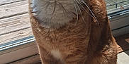 Scar is registered to the contest to win money with this photo: animal, cat, closeup, curious, domestic_cat, feline, floor_tiles, ginger_cat, glass_door, house, indoor, natural_light, pet, shadow, sitting, sunlight, whiskers, white_paws, window, wooden_deck