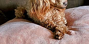 Maisy Mae joined the competition — help win amazing prizes! dog, poodle, apricot, curly_fur, pet, cushion, pink, soft_texture, indoor, relaxed, side_view, furniture, bedspread, cozy, companion, animal, small_dog, cute, home_interior, resting