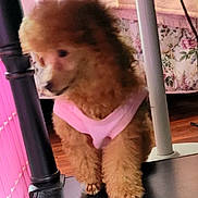 Maisy Mae is registered to the contest to win money with this photo: dog, poodle, puppy, pink_shirt, furniture, bedspread, fluffy, brown, indoors, floor, pet, animal, cute, canine, small_dog, standing, domestic, household, home, blur