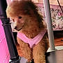 dog, poodle, puppy, pink_shirt, furniture, bedspread, fluffy, brown, indoors, floor, pet, animal, cute, canine, small_dog, standing, domestic, household, home, blur