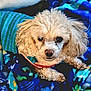 Bud E. Bear joined the competition — help win amazing prizes! dog, small_dog, curly_fur, pet, blanket, blue_blanket, striped_sweater, cozy, indoor, cute, fur, animal, companion, resting, portrait, face, ears, paws, comfort, warm