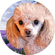 Bud E. Bear is registered to the contest to win money with this photo: animal, close_up, clouds, curly_fur, cute, dog, ears, face, fluffy, fur_texture, lavender_field, nature, nose, outdoor, pet, poodle, portrait, purple_flowers, sky, whiskers