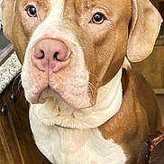 Hank is registered to the contest to win money with this photo: dog, pet, close_up, portrait, brown_and_white, indoors, kitchen_counter, stool, wooden_chair, countertop, large_dog, paws, nose, whiskers, eyes, sitting, looking_at_camera, curious_expression, short_fur, household