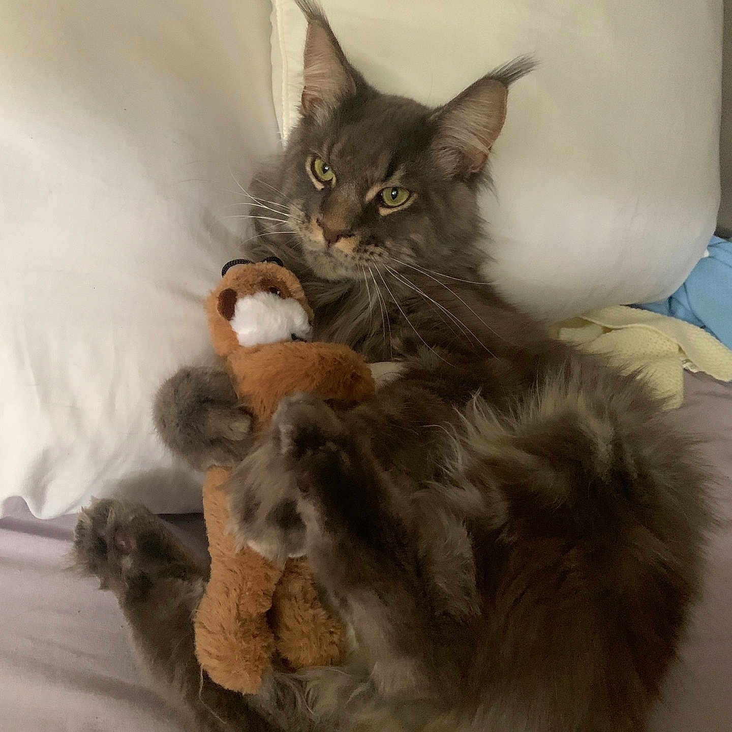 Simba a rejoint le concours — aidez-le/la à gagner de superbes lots ! animal, bed, cat, claws, cozy, cute, domestic_cat, fluffy, fur, gray_cat, indoor, pet, pillow, relaxed, resting, sleepy, soft_toy, stuffed_animal, toy, whiskers