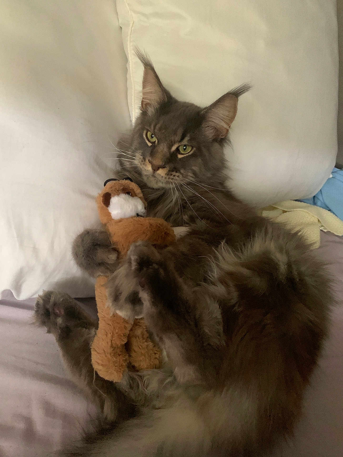 Simba a rejoint le concours — aidez-le/la à gagner de superbes lots ! cat, gray_cat, fluffy, stuffed_animal, toy, bed, pillow, relaxed, pet, animal, whiskers, fur, claws, cute, indoor, resting, cozy, soft_toy, domestic_cat, sleepy