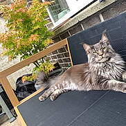 Simba a rejoint le concours — aidez-le/la à gagner de superbes lots ! cat, gray_cat, fluffy_fur, outdoor, bench, potted_plant, green_leaves, brick_wall, garden, relaxed, pet, animal, feline, resting, portrait, looking_at_camera, daylight, home, nature, wooden_bench