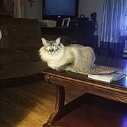Chloe is registered to the contest to win money with this photo: cat, fluffy_cat, coffee_table, living_room, sofa, television, curtains, wooden_floor, framed_pictures, dim_lighting, furniture, pet, indoor, home, table_runner, book, decor, relaxed, cozy, animal