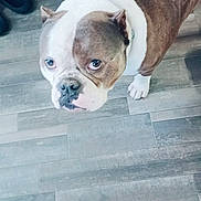 Blue joined the competition — help win amazing prizes! animal, brown_and_white, bulldog, canine, companion, couch, curious, dog, domestic_animal, ears, floor, flooring, fur, home, indoor, looking_up, paws, pet, snout, tile_floor