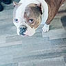 animal, brown_and_white, bulldog, canine, companion, couch, curious, dog, domestic_animal, ears, floor, flooring, fur, home, indoor, looking_up, paws, pet, snout, tile_floor