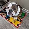 Blue joined the competition — help win amazing prizes! animal, bulldog, canine, colorful, companion, cute, dog, domestic, expression, floor, flooring, home, indoor, looking_up, mammal, mat, pet, portrait, sitting, waiting
