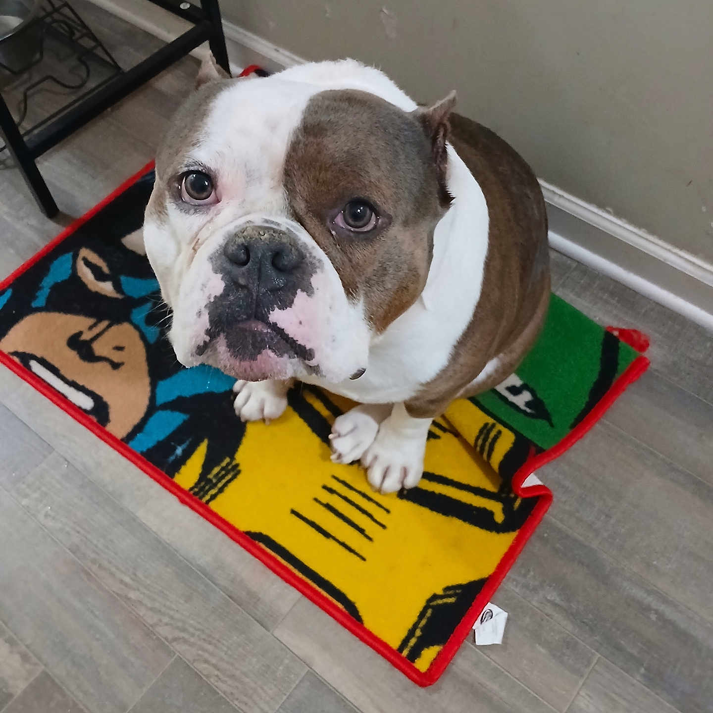 Blue joined the competition — help win amazing prizes! animal, bulldog, canine, colorful, companion, cute, dog, domestic, expression, floor, flooring, home, indoor, looking_up, mammal, mat, pet, portrait, sitting, waiting