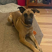 Cowboy is registered to the contest to win money with this photo: dog, carpet, floor, wooden_floor, furniture, pet, indoor, brown_dog, relaxed, lying_down, collar, chain_collar, home, living_room, dog_bed, cabinet, toy, ears, front_legs, attention