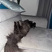 Shuri participe au concours pour gagner de l'argent avec cette photo : black_cat, cat, couch, cozy, decorative_pillow, feline, fluffy, fur, gray_couch, home, houseplant, indoor, long_tail, paws, pet, relaxed, resting, tail, upside_down, whiskers