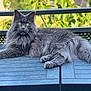 animal, background_blur, cat, daylight, domestic_cat, ears, fluffy, fur, gray_cat, green_eyes, lying_down, nature, outdoor, pet, plants, portrait, relaxed, table, whiskers, wooden_table