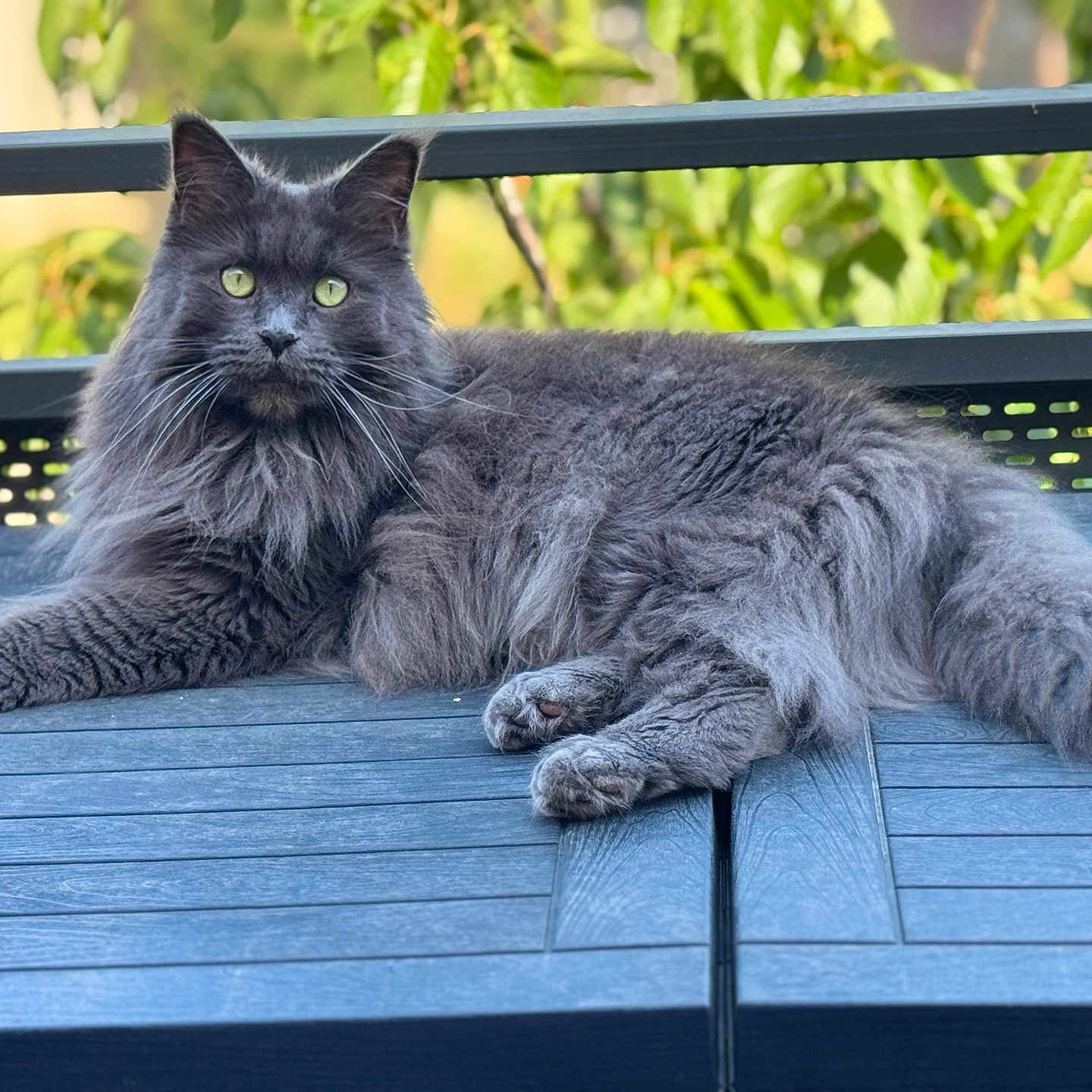 Shuri a rejoint le concours — aidez-le/la à gagner de superbes lots ! animal, background_blur, cat, daylight, domestic_cat, ears, fluffy, fur, gray_cat, green_eyes, lying_down, nature, outdoor, pet, plants, portrait, relaxed, table, whiskers, wooden_table