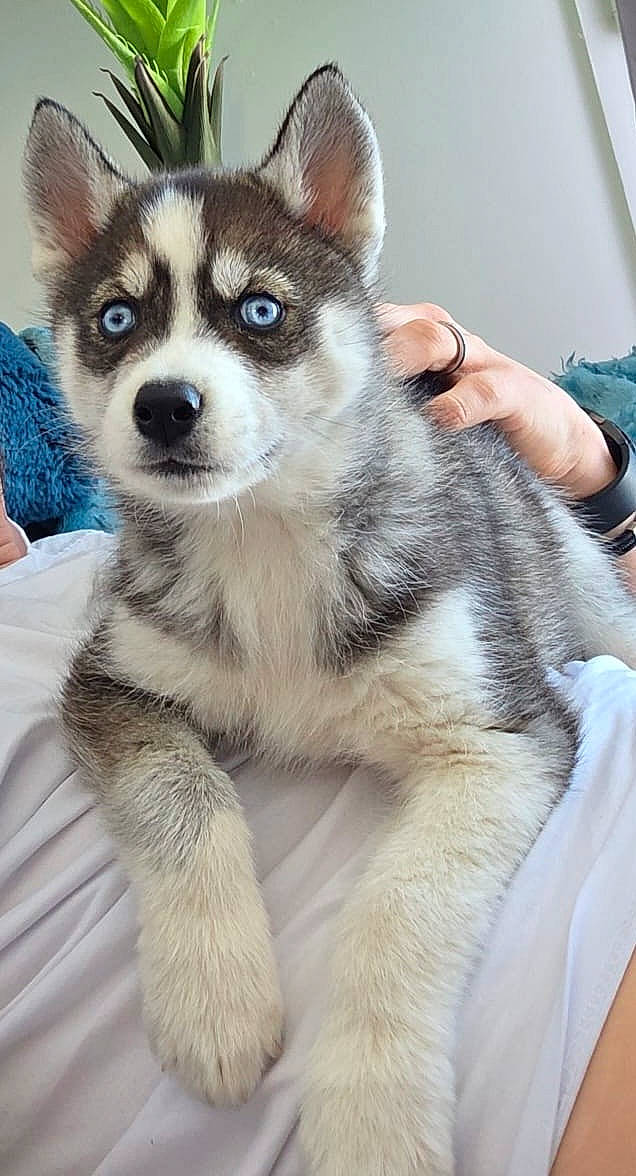 Blue a rejoint le concours — aidez-le/la à gagner de superbes lots ! animal, blanket, blue_eyes, cozy, cushion, cute, dog, fur, furry, hand, indoor, lying_down, person, pet, plant, portrait, puppy, resting, siberian_husky, young