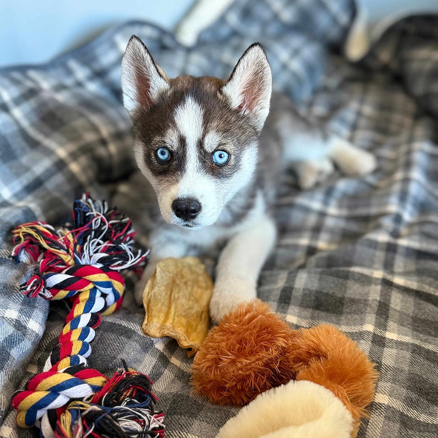 Blue participe au concours pour gagner de l'argent avec cette photo : puppy, dog, husky, blue_eyes, toy, rope_toy, blanket, plaid, pet, animal, cute, young, fur, indoor, cozy, lying_down, looking_at_camera, playful, domestic_animal, companion