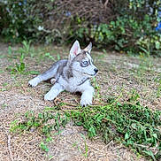 Blue a rejoint le concours — aidez-le/la à gagner de superbes lots ! animal, blue_eyes, brown, canine, daylight, dog, ears, eyes, fur, grass, greenery, ground, husky, laying_down, nature, outdoor, pet, puppy, white, young_animal