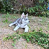 animal, blue_eyes, brown, canine, daylight, dog, ears, eyes, fur, grass, greenery, ground, husky, laying_down, nature, outdoor, pet, puppy, white, young_animal