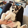 adorable, animal, blue_eyes, companion, cozy, cute, dog, domestic_animal, fluffy, fur, hand, husky, indoor, lap, lying_down, person, pet, puppy, relaxed, young