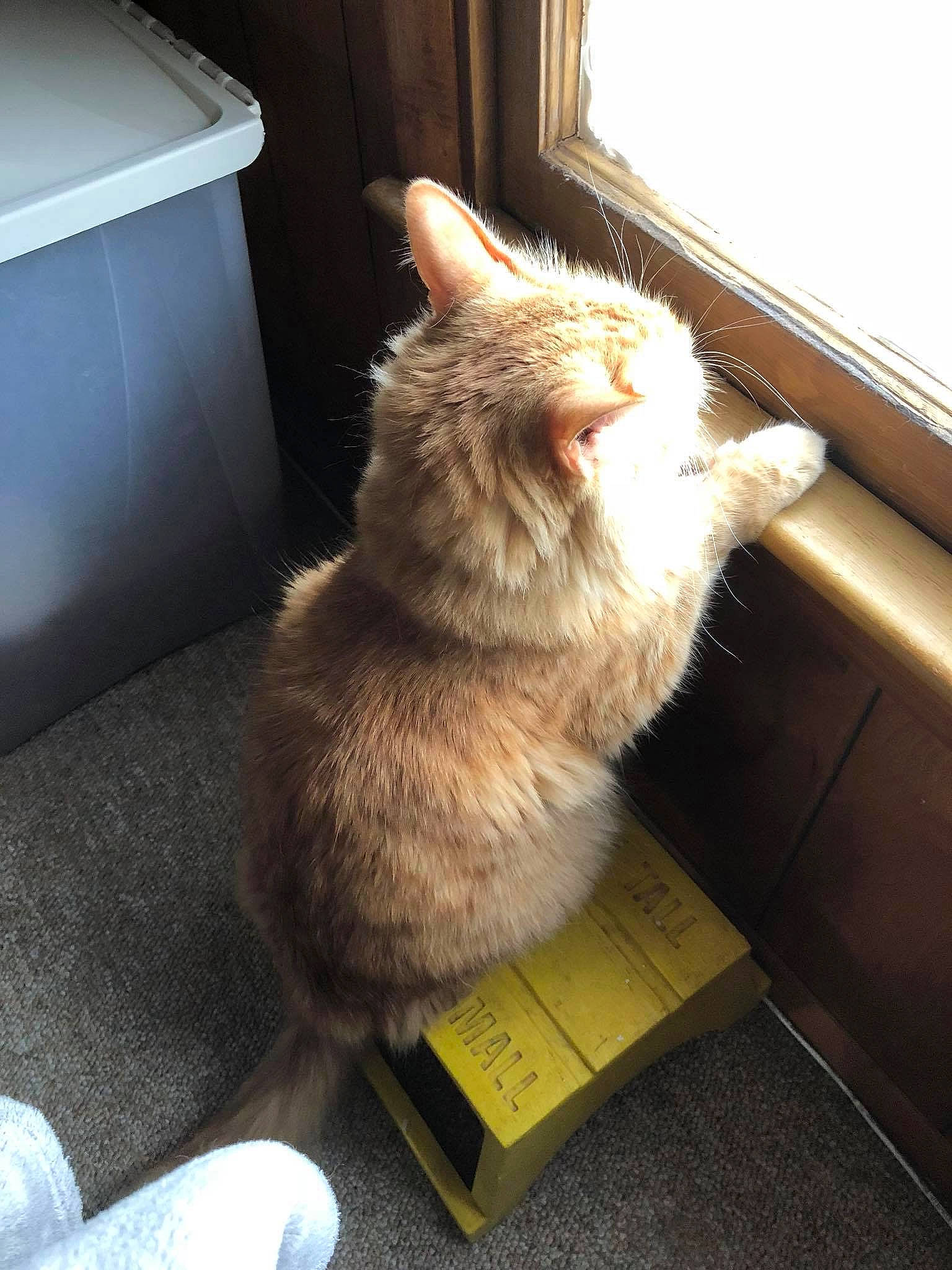 Fuzz joined the competition — help win amazing prizes! carnivore, cat, domestic_long_haired_cat, european_shorthair, fawn, felidae, floor, fur, small_to_medium_sized_cats, tail, whiskers