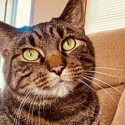 Scottie joined the competition — help win amazing prizes! blinds, cat, close_up, couch, door, ear, fur, green_eyes, home_decor, indoor, living_room, nose, pet, pillow, portrait, relaxed, sofa, tabby_cat, welcome_sign, whiskers
