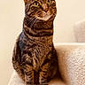Scottie is registered to the contest to win money with this photo: alert, carpet, cat, close_up, cute, domestic_cat, ears, feline, fur_texture, green_eyes, indoor, muzzle, paws, pet, portrait, sitting, stairs, striped_fur, tabby_cat, whiskers