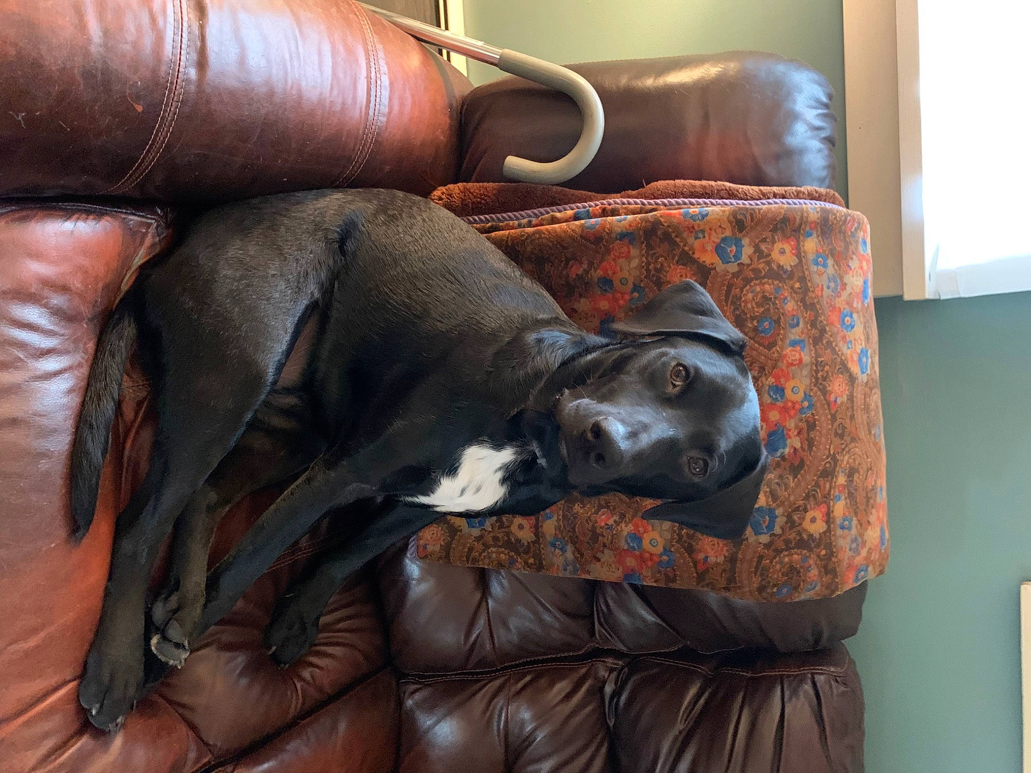 Mikenna Grace is registered to the contest to win money with this photo: brown, carnivore, club_chair, comfort, companion_dog, couch, dog, dog_breed, fawn, floor, flooring, furniture, hardwood, liver, sporting_group, studio_couch, tail, textile, wood, working_animal