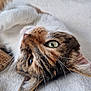 Nissa a rejoint le concours — aidez-le/la à gagner de superbes lots ! cat, tabby, close_up, pet, whiskers, green_eyes, feline, lying_down, relaxed, soft_texture, indoor, animal, cute, fur, portrait, domestic_cat, sleepy, resting, friendly, cozy