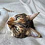 Nissa a rejoint le concours — aidez-le/la à gagner de superbes lots ! cat, tabby_cat, green_eyes, whiskers, close_up, lying_down, soft_blanket, white_background, relaxed, pet, domestic_cat, feline, fur, animal, cute, indoor, portrait, sleepy, cozy, resting